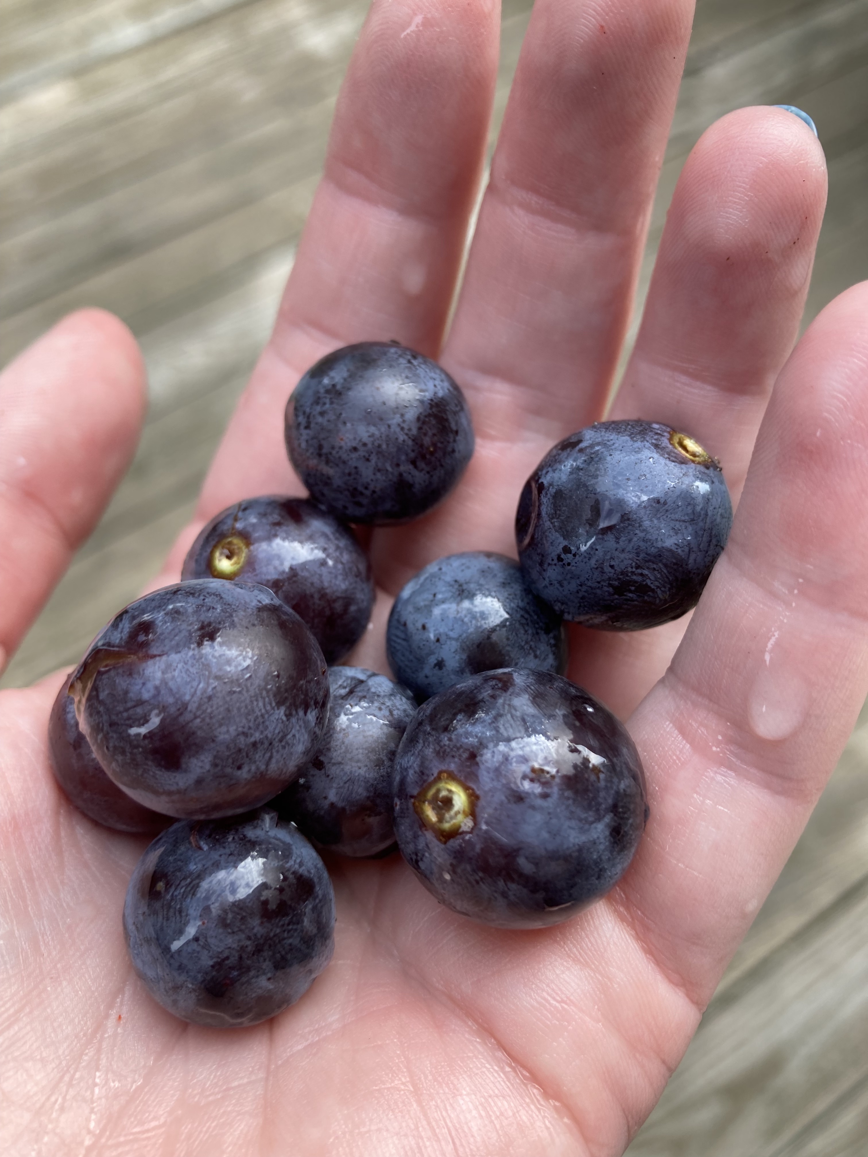 Holding grapes in palm